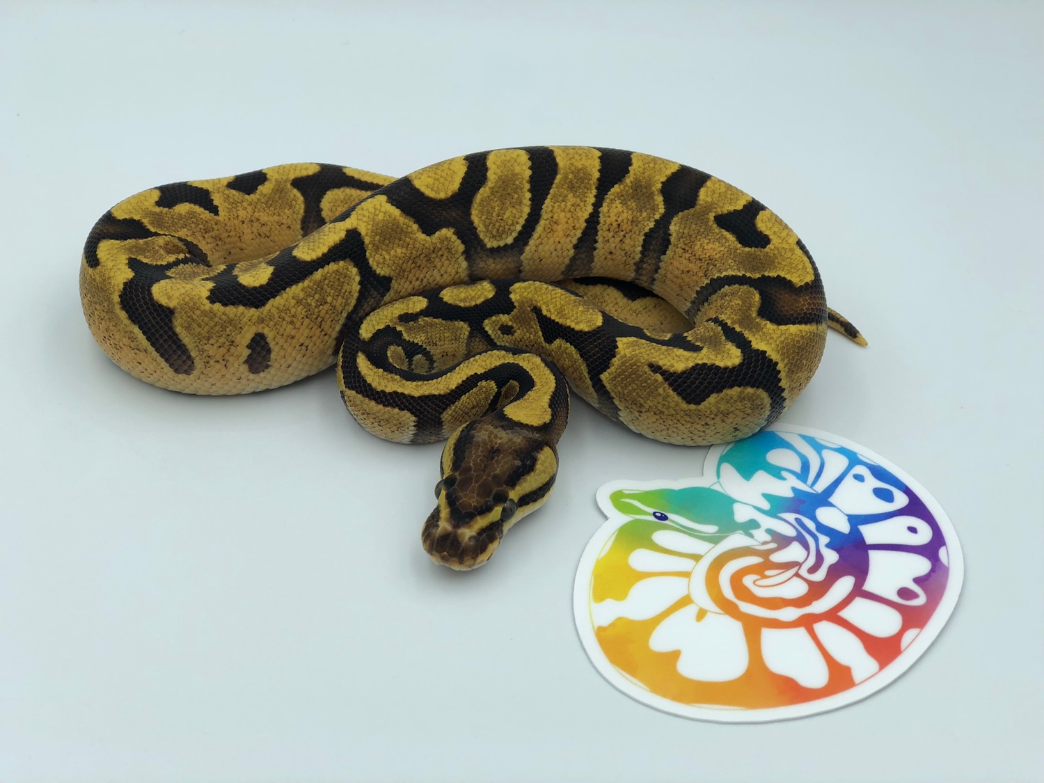 Enchi Fire Ball Python by Happy People Pythons - MorphMarket