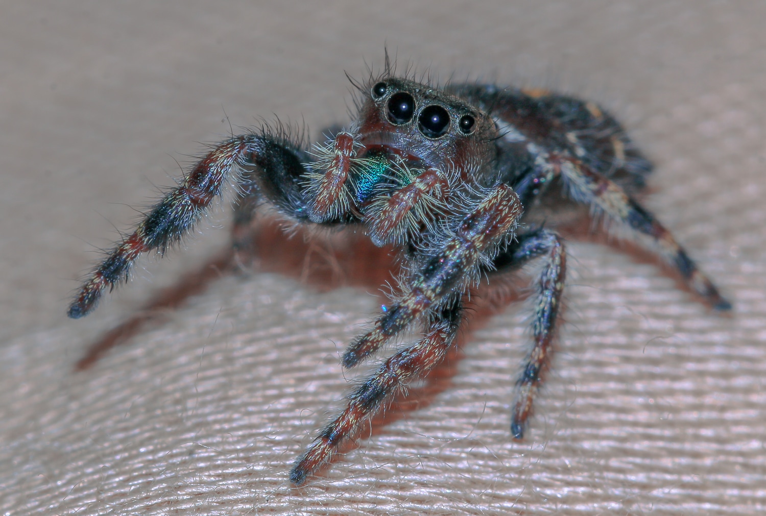 Jumping Spider Phidippus Audax True Spider by Spider Farm MorphMarket