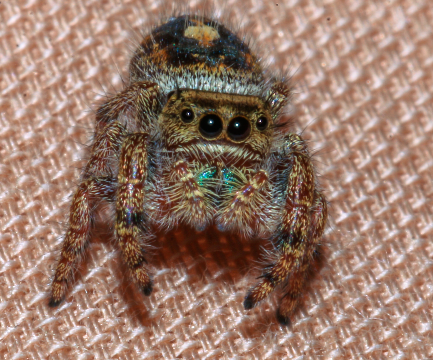 Jumping Spider Phidippus Audax True Spider by Spider Farm MorphMarket