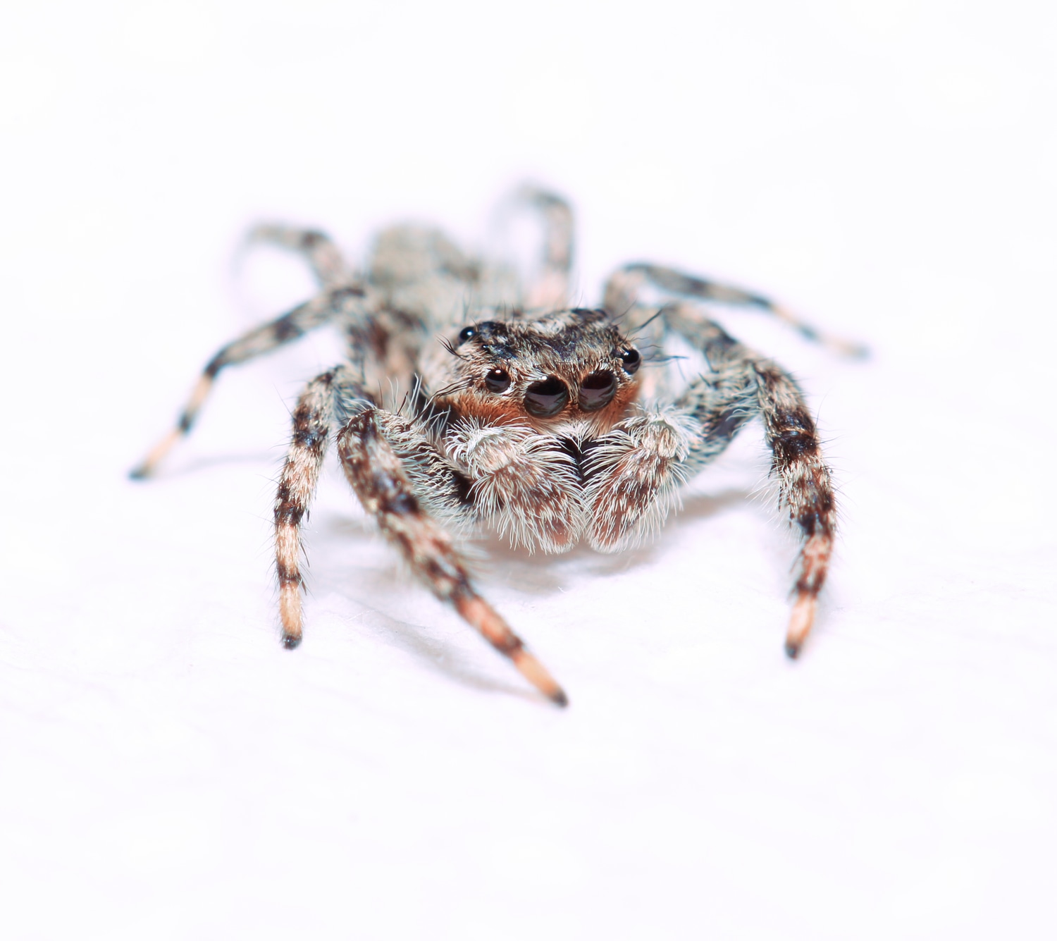 Grey Jumping Spider Menemerus Bivittatus True Spider by Spider Farm