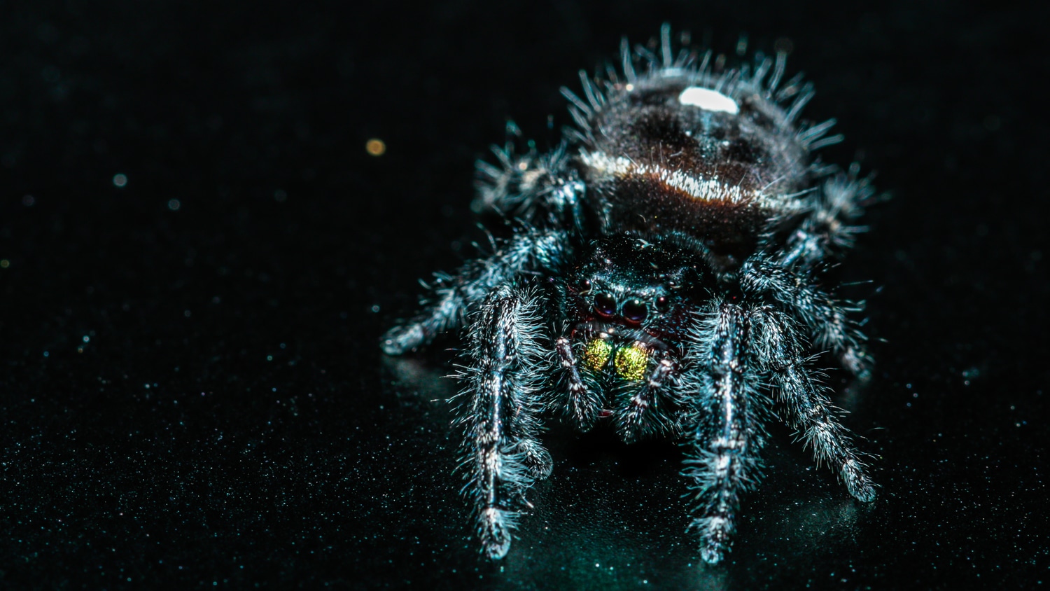 Jumping Spider Phidippus Audax/ Laying On Egg Sac, First One True