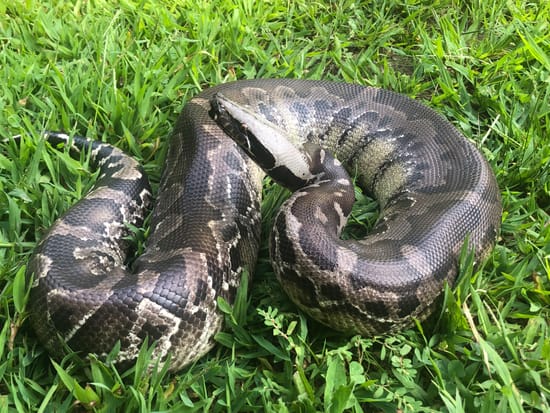 Chrome Heads ADULT PAIR Sumatran Short-Tailed Python by Bushveld Reptiles