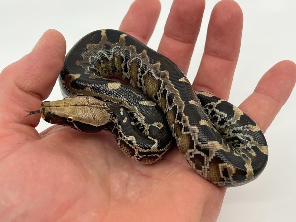 Chrome Head Sumatran Short-tailed Python by Bushveld Reptiles - MorphMarket