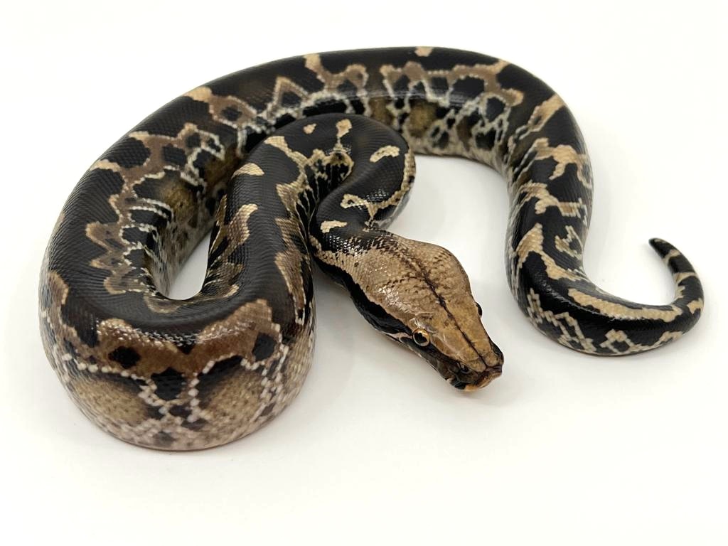 Chrome Head Sumatran Short-tailed Python by Bushveld Reptiles - MorphMarket