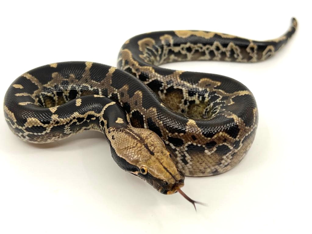 Chrome Head Sumatran Short-tailed Python by Bushveld Reptiles - MorphMarket