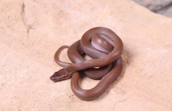 Patternless Snake Patternless (Bela Bela) (100%) House Snake by Bushveld Reptiles