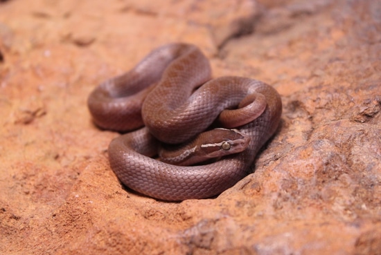 Patternless Snake Patternless (Bela Bela) (50%) 100% Het Blue Eye 100% Het T- Albino ...