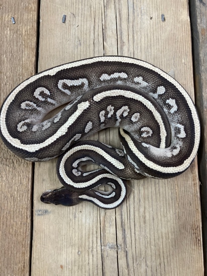 Super Phantom Ball Python by Busters Reptiles