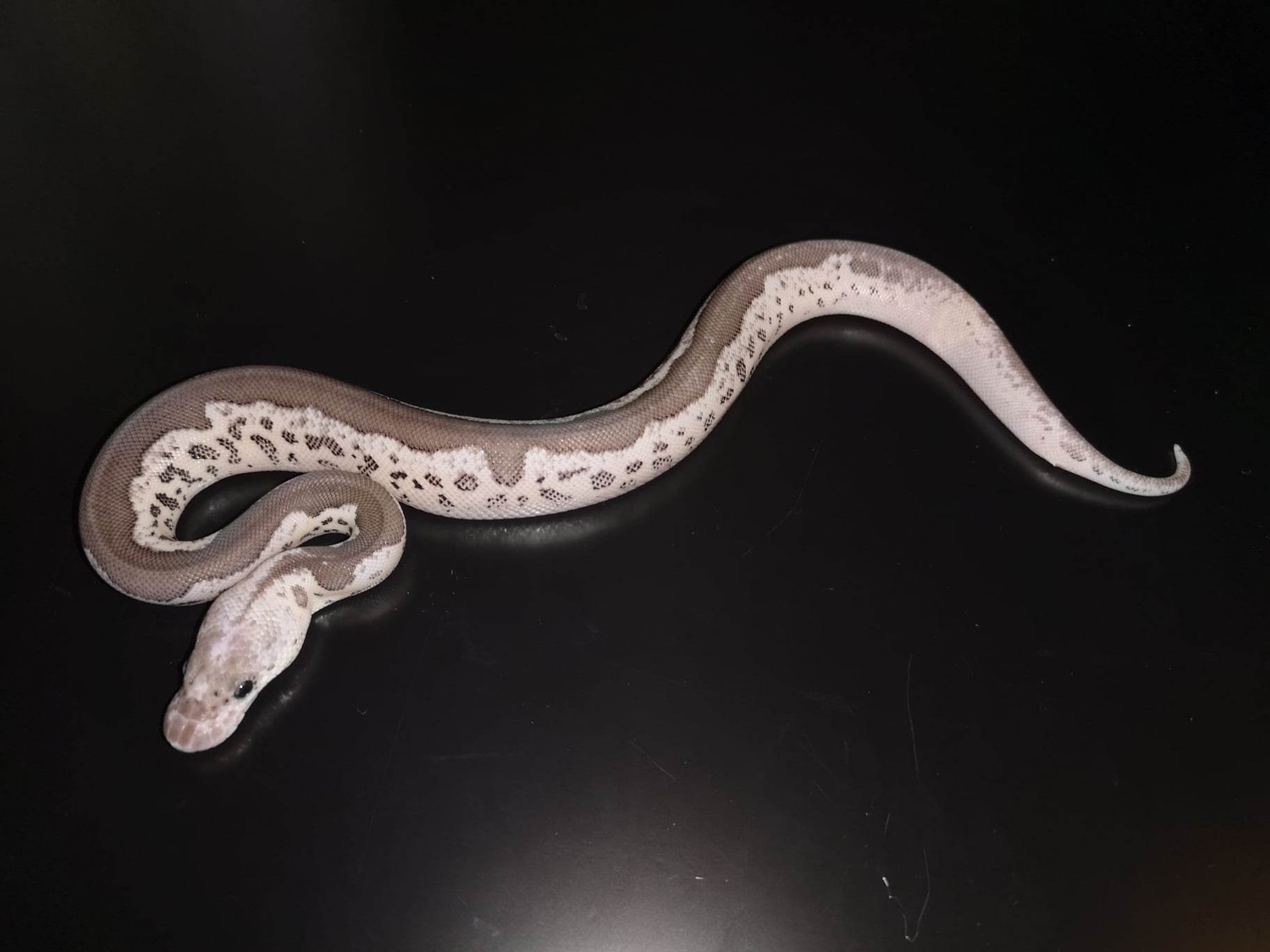Cinnamon Pastel Leopard Clown Ball Python by Deefsballpythonbreeding ...