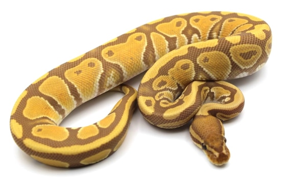 Ultramel Het Sunset 66% Het Albino Ball Python by HR Reptiles