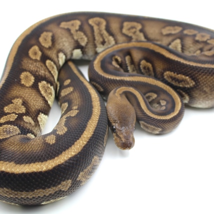Stranger Het Ultramel Ball Python