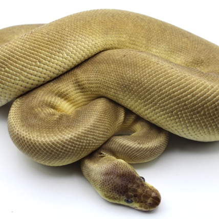 Pewter Monsoon (Mojave Or Special) Ball Python