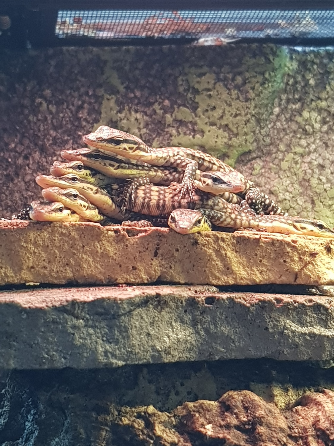 Kimberly Rock Monitors SALE 700 Other Monitor by High Desert Herps