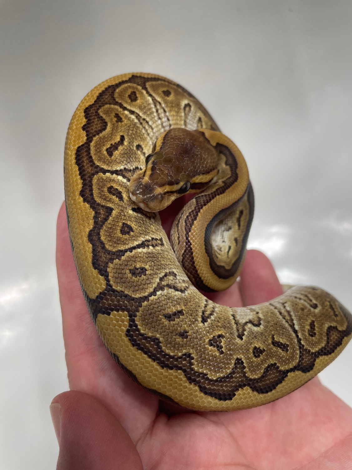 Mojave Pinstripe “Jigsaw” Ball Python by L&B Reptiles - MorphMarket