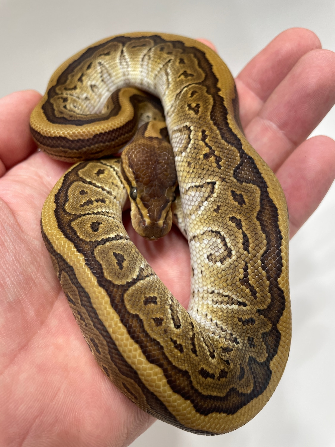 Mojave Pinstripe “Jigsaw” Ball Python by L&B Reptiles - MorphMarket