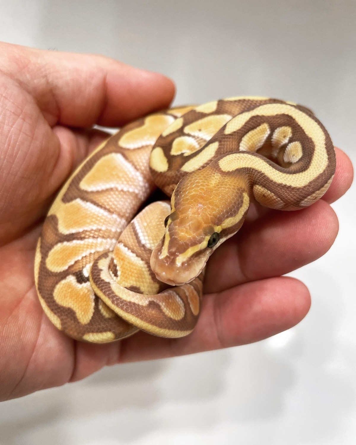 Banana Lesser Ball Python by L&B Reptiles - MorphMarket