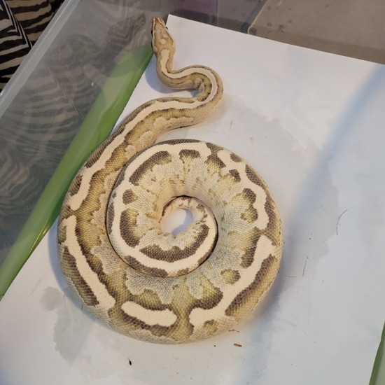 Disco Inferno Ball Python by Crouse Exotics