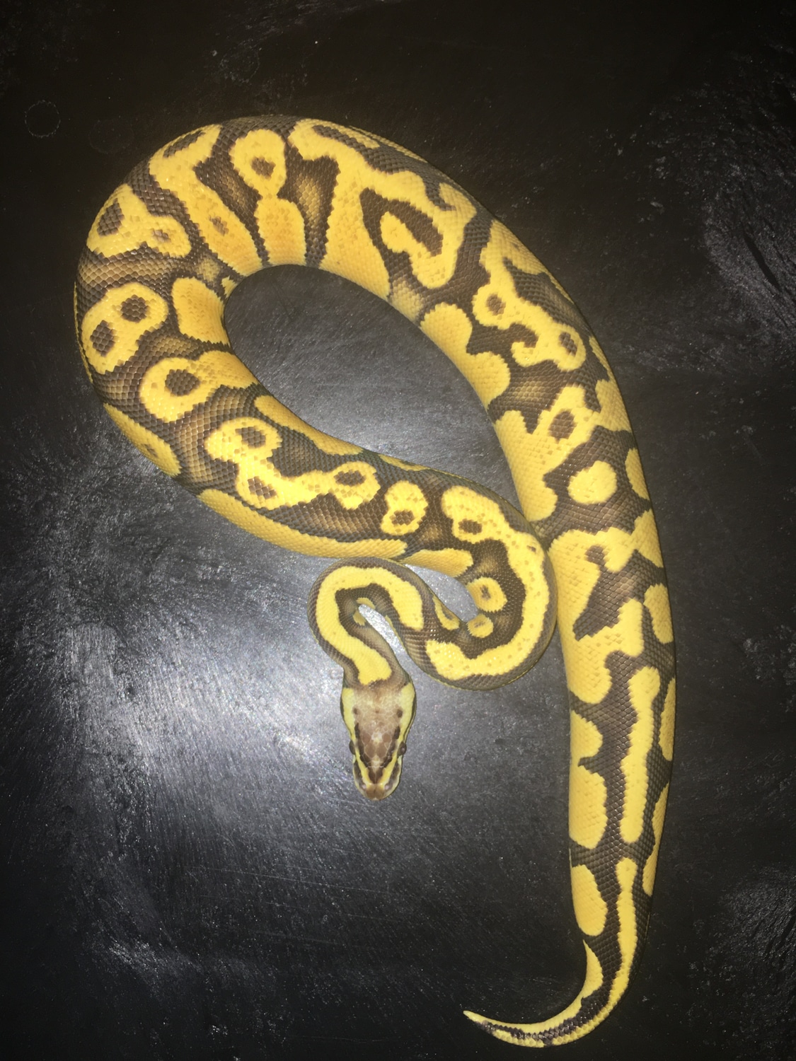 Pastel Fire/Disco Ball Python by Sweet Serpents Tampa MorphMarket