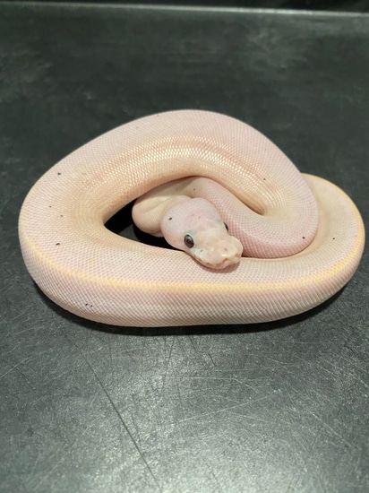Banana Suma Pos Het Pied Ball Python by Sweet Serpents Tampa