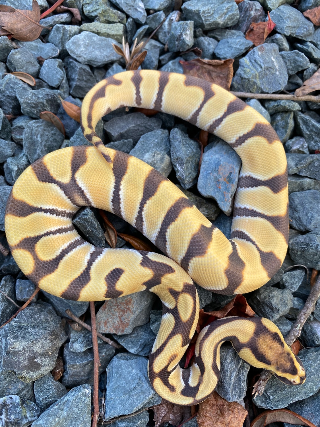 Orange Dream Enchi Desert Ghost 66% Het Clown Ball Python by Sweet ...