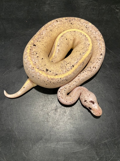 Banana Suma Pos Het Pied Ball Python by Sweet Serpents Tampa