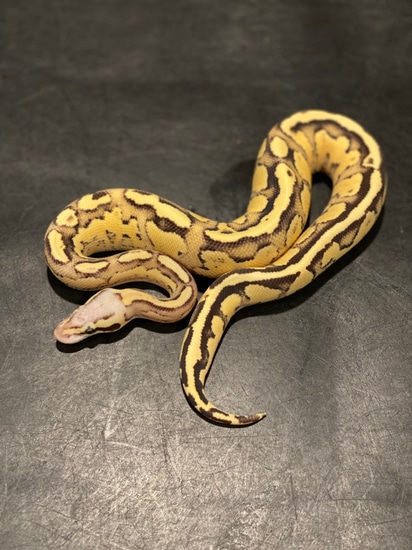 Vanilla Scream Ball Python by Sweet Serpents Tampa