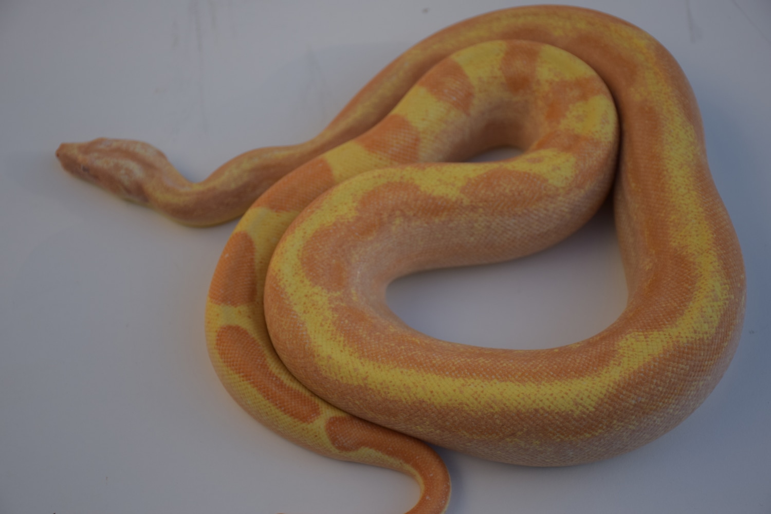Lipstick Sunglow Jungle Motely Het Anery Boa Constrictor by Fresh Shed Reptiles MorphMarket