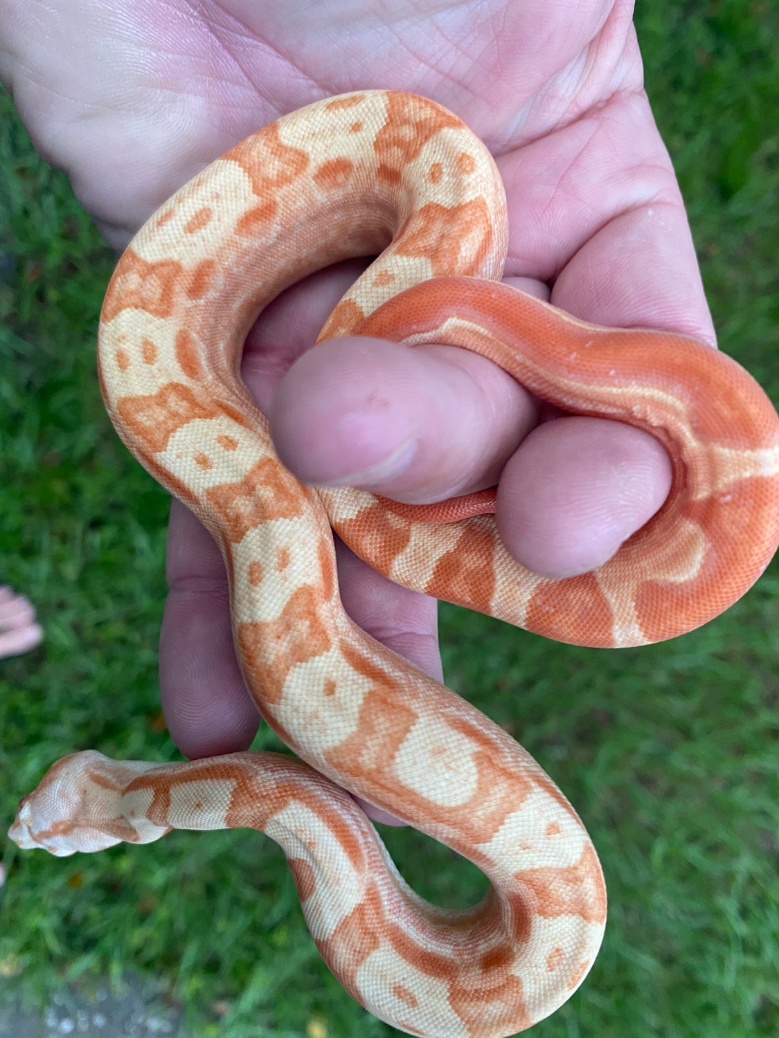 Male Lipstick Line Sunglow Motley Jungle Boa Constrictor by Fresh Shed Reptiles MorphMarket