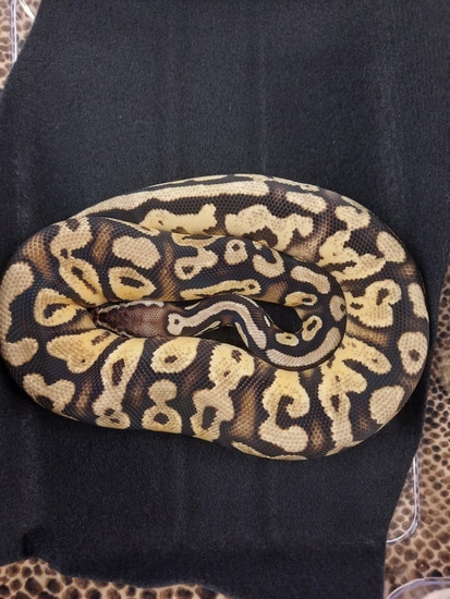Lace Ball Python Pastel Yellowbelly Possible Lace Ball Python by C&C Ball Pythons