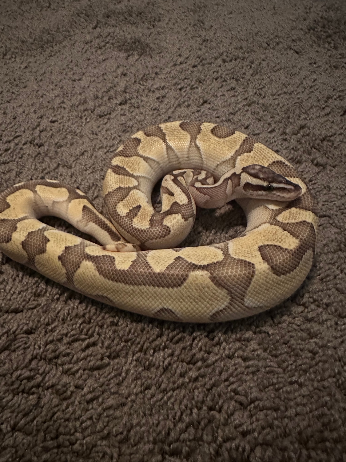 Pastel Enchi Lesser Ball Python by Emco’s ballz - MorphMarket