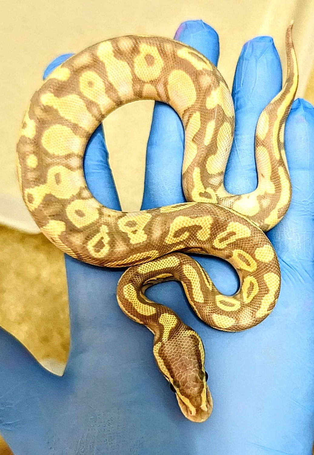 Super Pastel Banana Ball Python by Silver Scale Exotics - MorphMarket