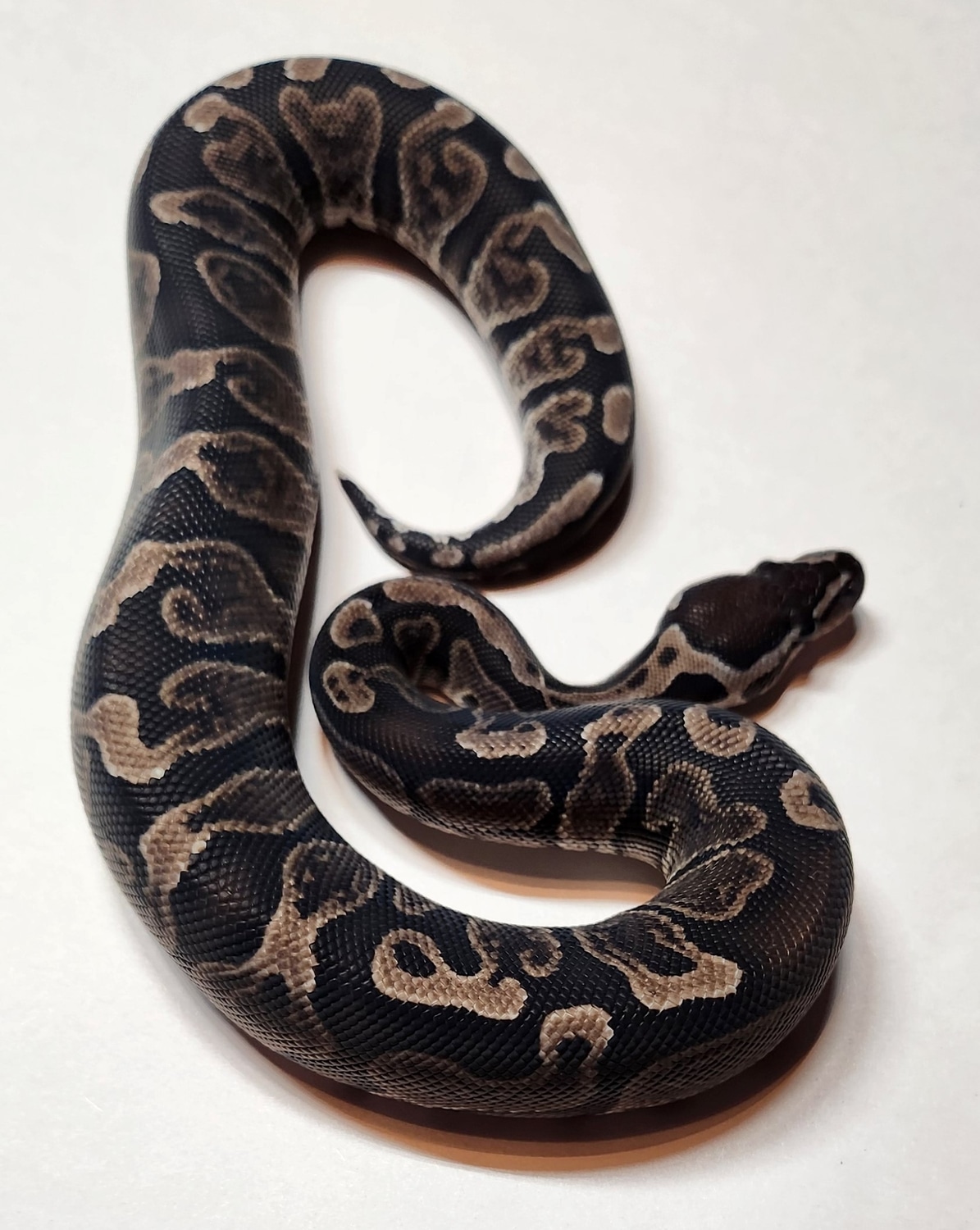 GHI Axanthic Ball Python by C4 Reptiles - MorphMarket