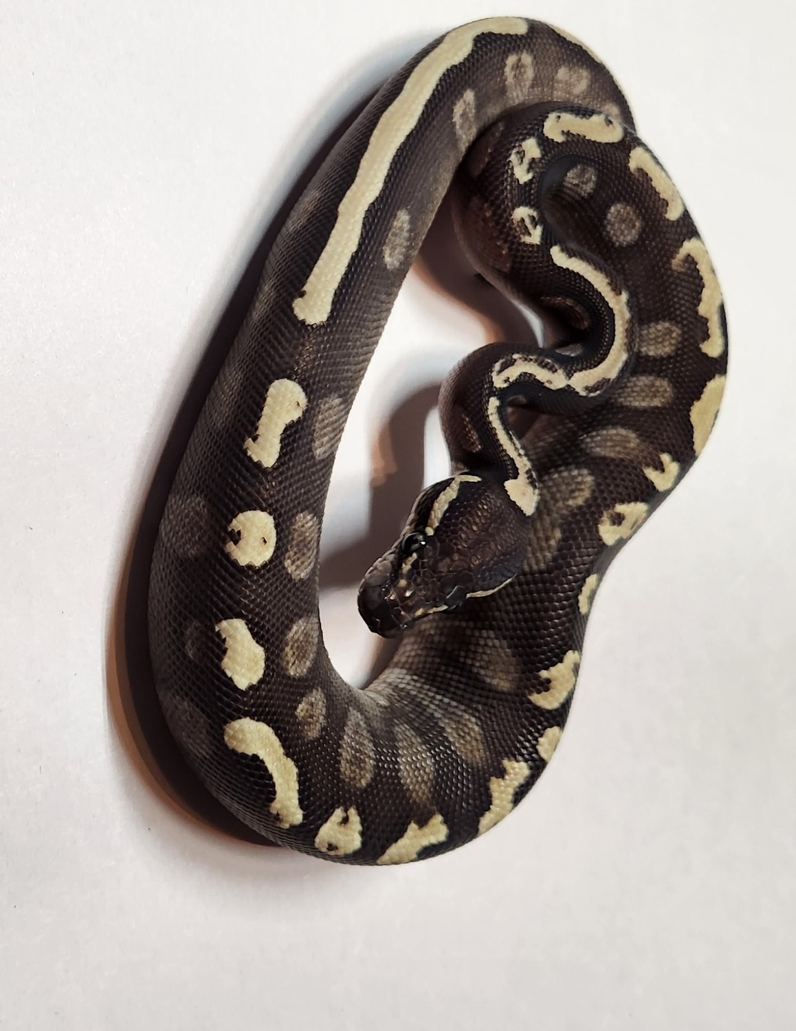 Ghi Mojave Het Axanthic Vpi Ball Python by C4 Reptiles - MorphMarket