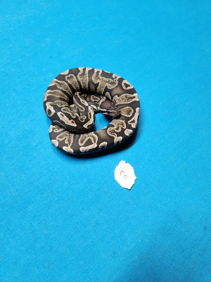 Ghi Axanthic Ball Python by C4 Reptiles