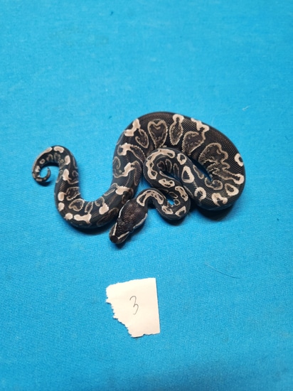 Axanthic Ghi Ball Python by C4 Reptiles
