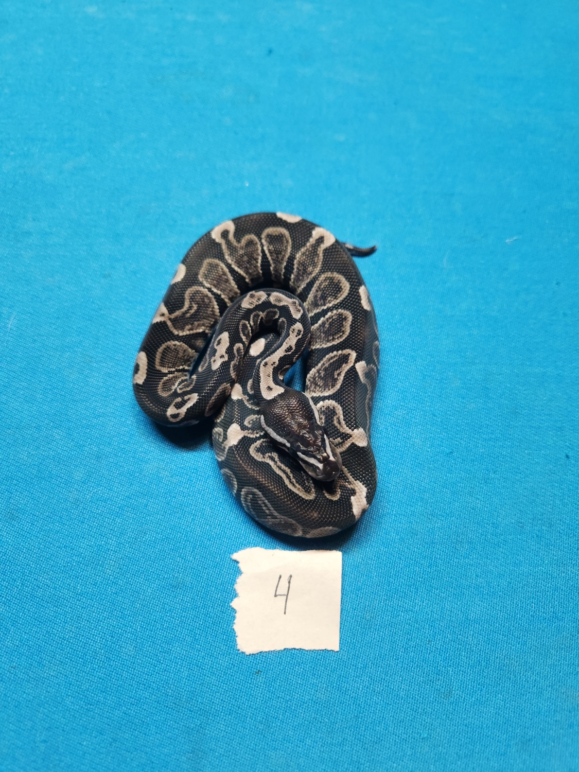 Axanthic Ghi Ball Python by C4 Reptiles - MorphMarket