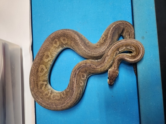 Pewter Het Clown Ball Python by C4 Reptiles