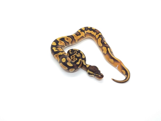 Krg Ball Python Orange Dream YB KRG Ball Python by C.Gonz Reptiles