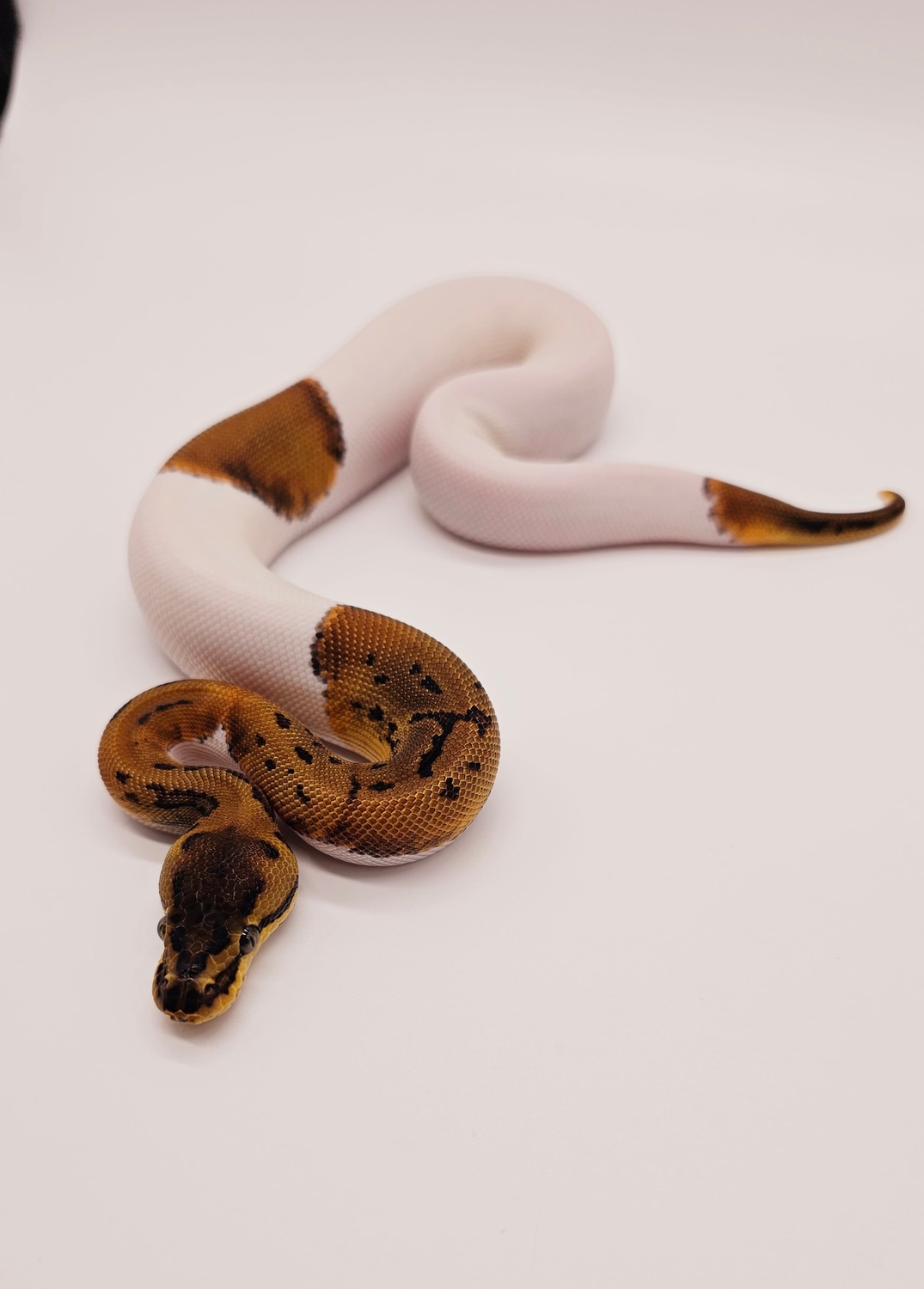Leopard Pin Pied 66% Het Albino Ball Python by Cabellamackballpythons ...