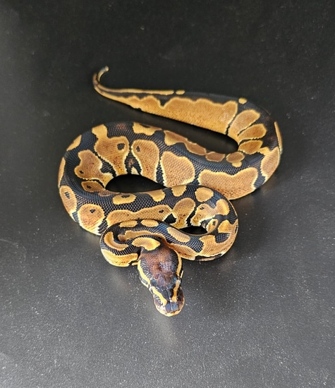 Wild Type Python Wild Type 100% Het Albino 66% Het Pied Ball Python by ...