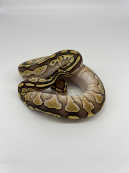 Snow Mutation Ball Python Lesser 66% Het Clown Ball Python by Snow Balls