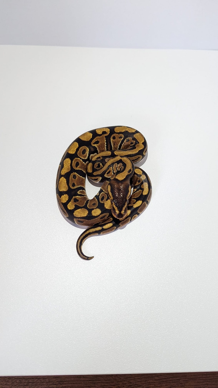 Classic Ball Python by Caesar's royals - MorphMarket