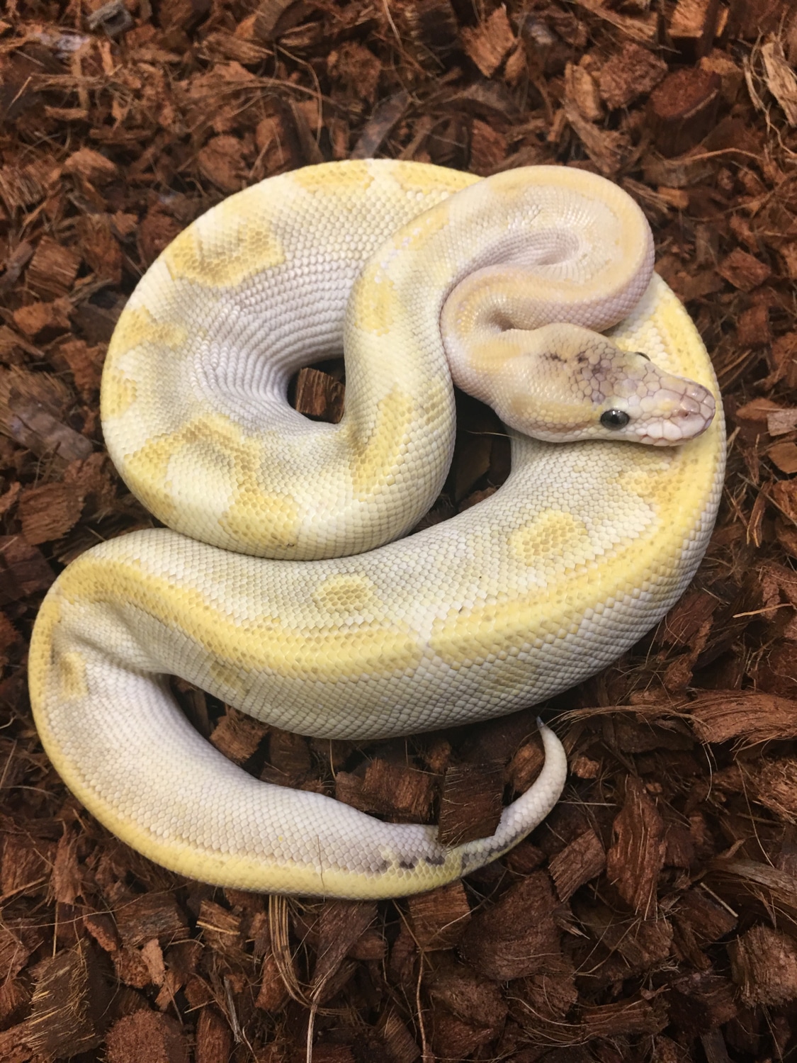 Enchi Lesser Champagne Ball Python by Caged Constrictors - MorphMarket
