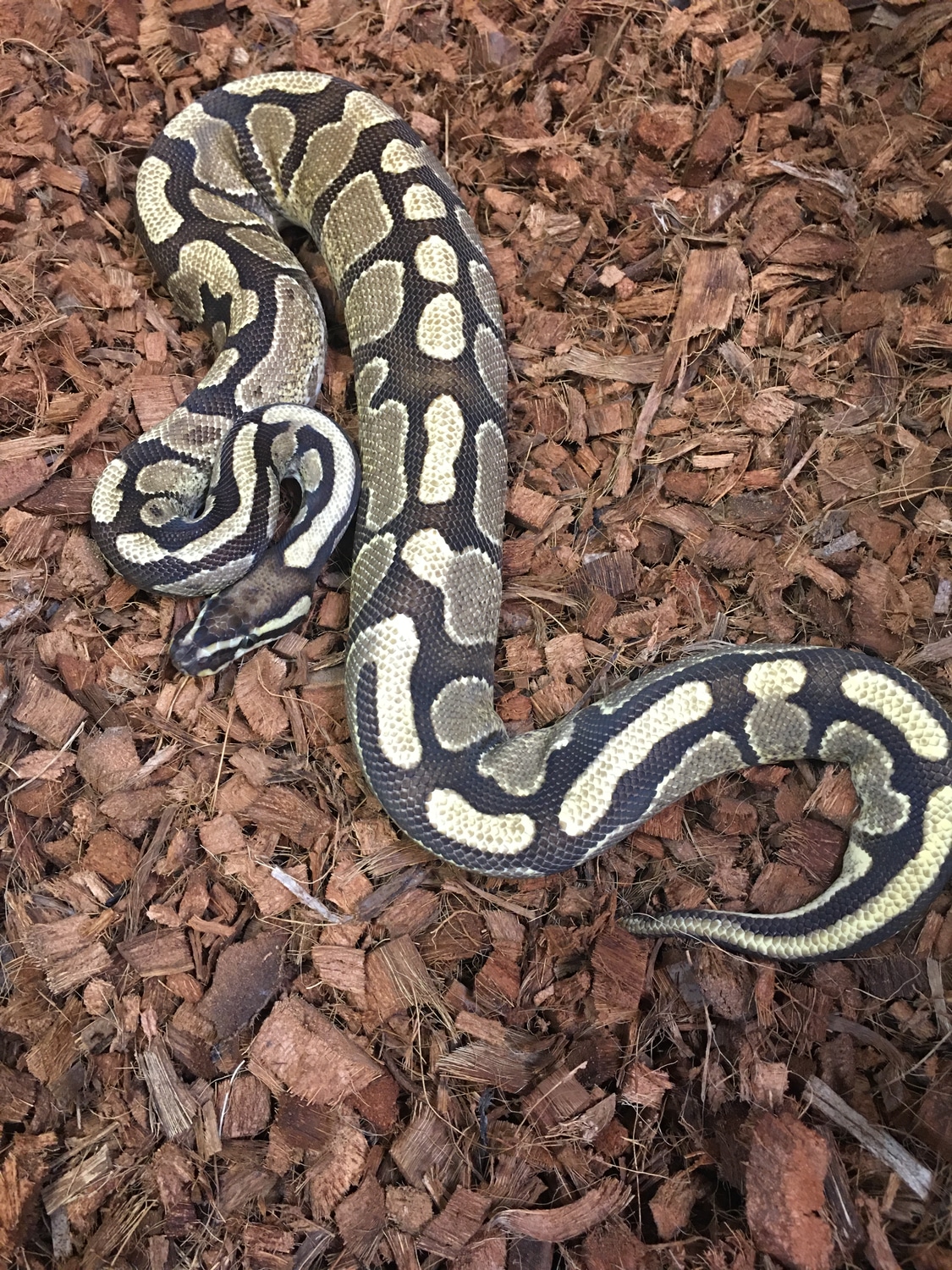 Enchi Spark Ball Python by Caged Constrictors - MorphMarket