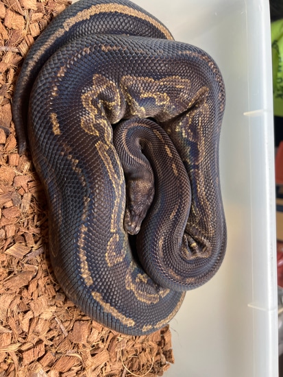 Gargoyle Ball Python by Caged Constrictors