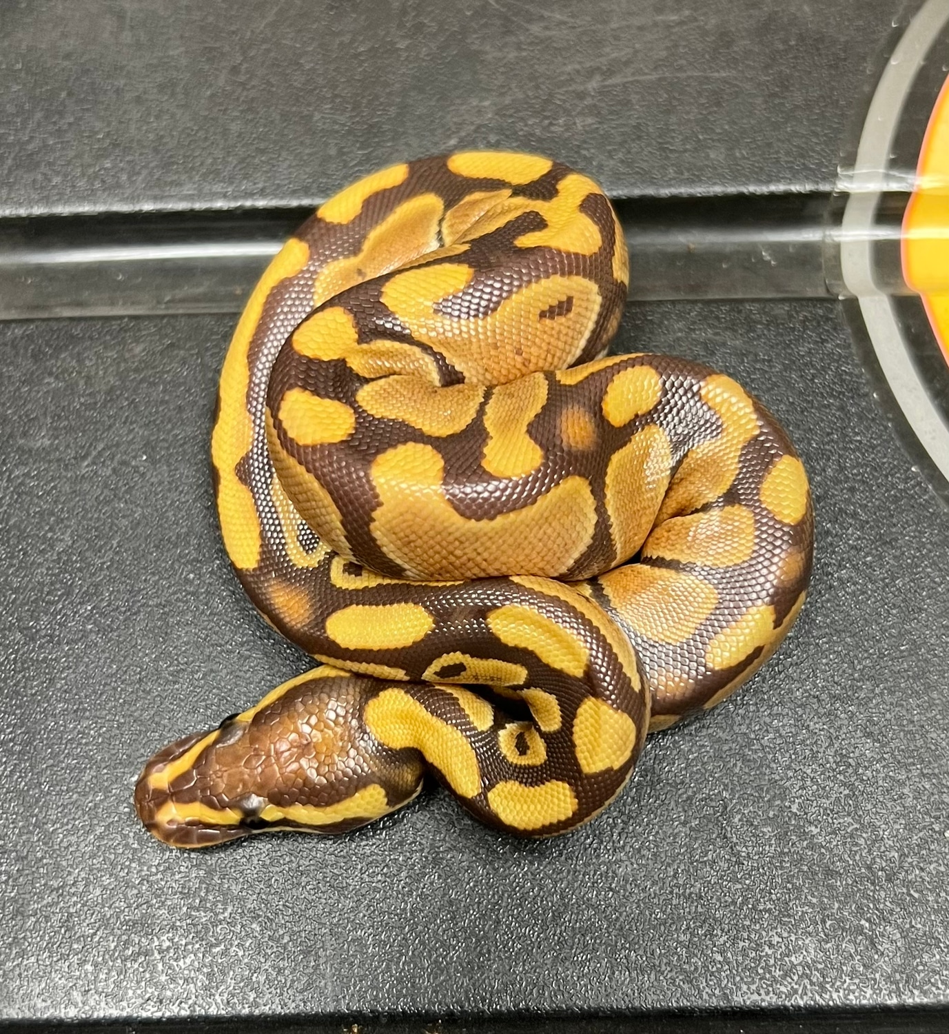 Monarch Ball Python by Caged Constrictors - MorphMarket