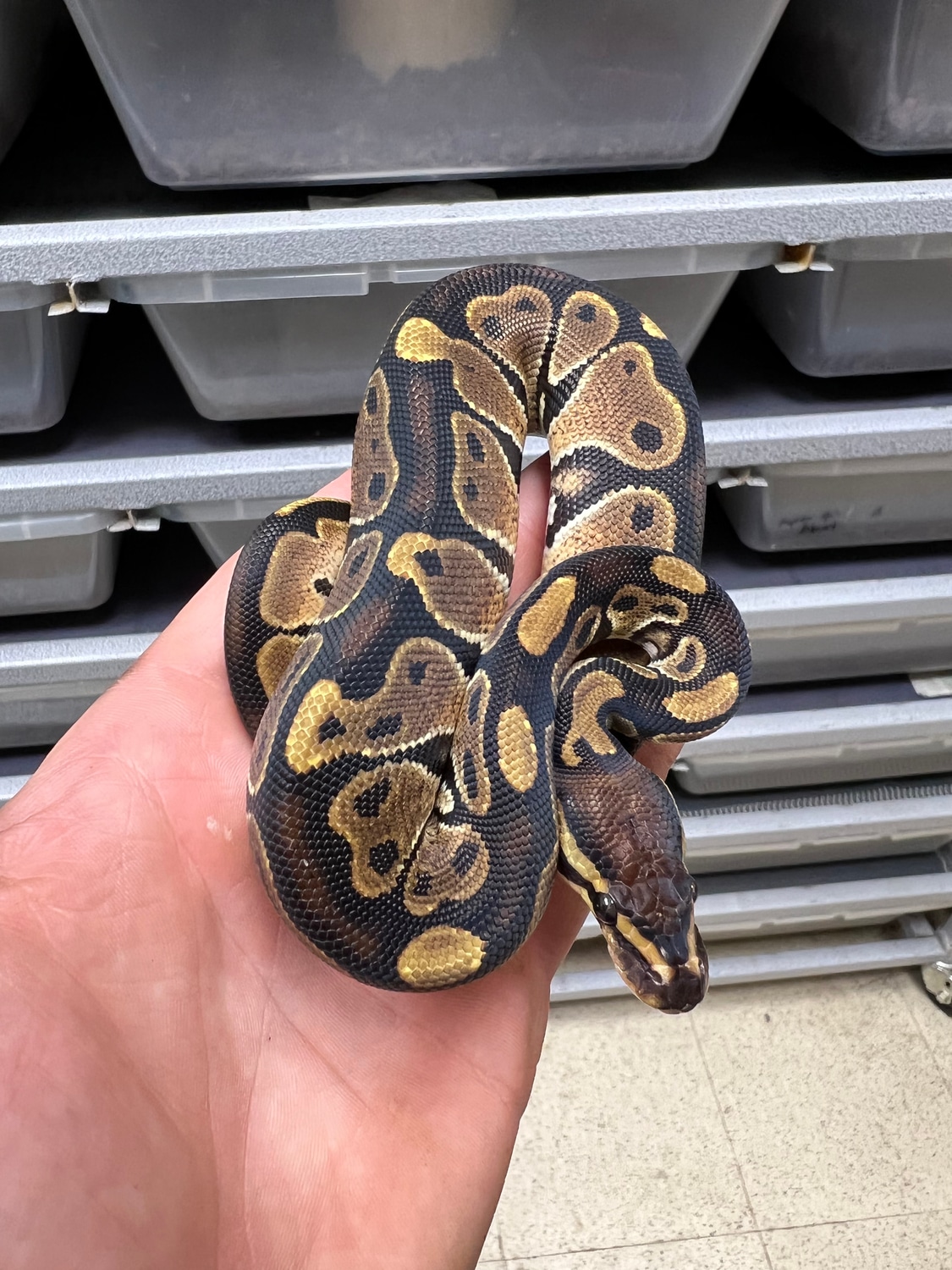 66% Het Monarch Ball Python by Caged Constrictors - MorphMarket