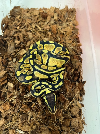 Pastel 66% Het Monarch Ball Python by Caged Constrictors