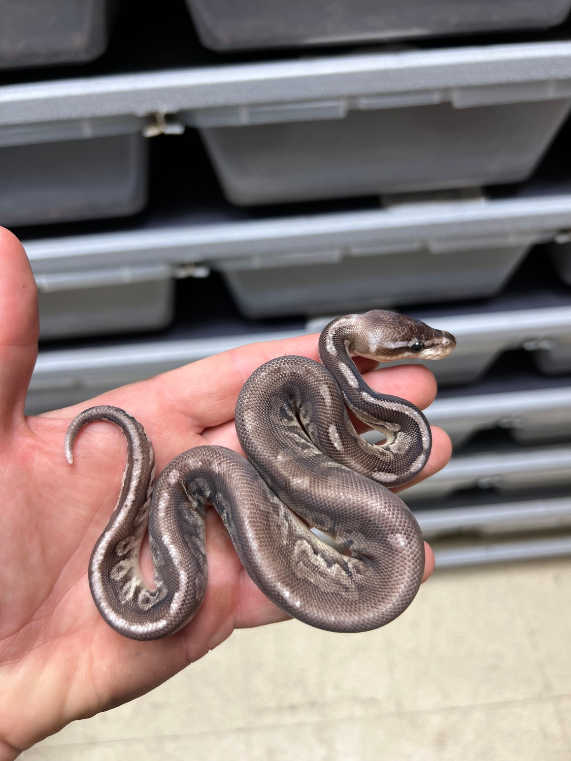 Pewter 100% Het VPI Axanthic Ball Python by Caged Constrictors ...