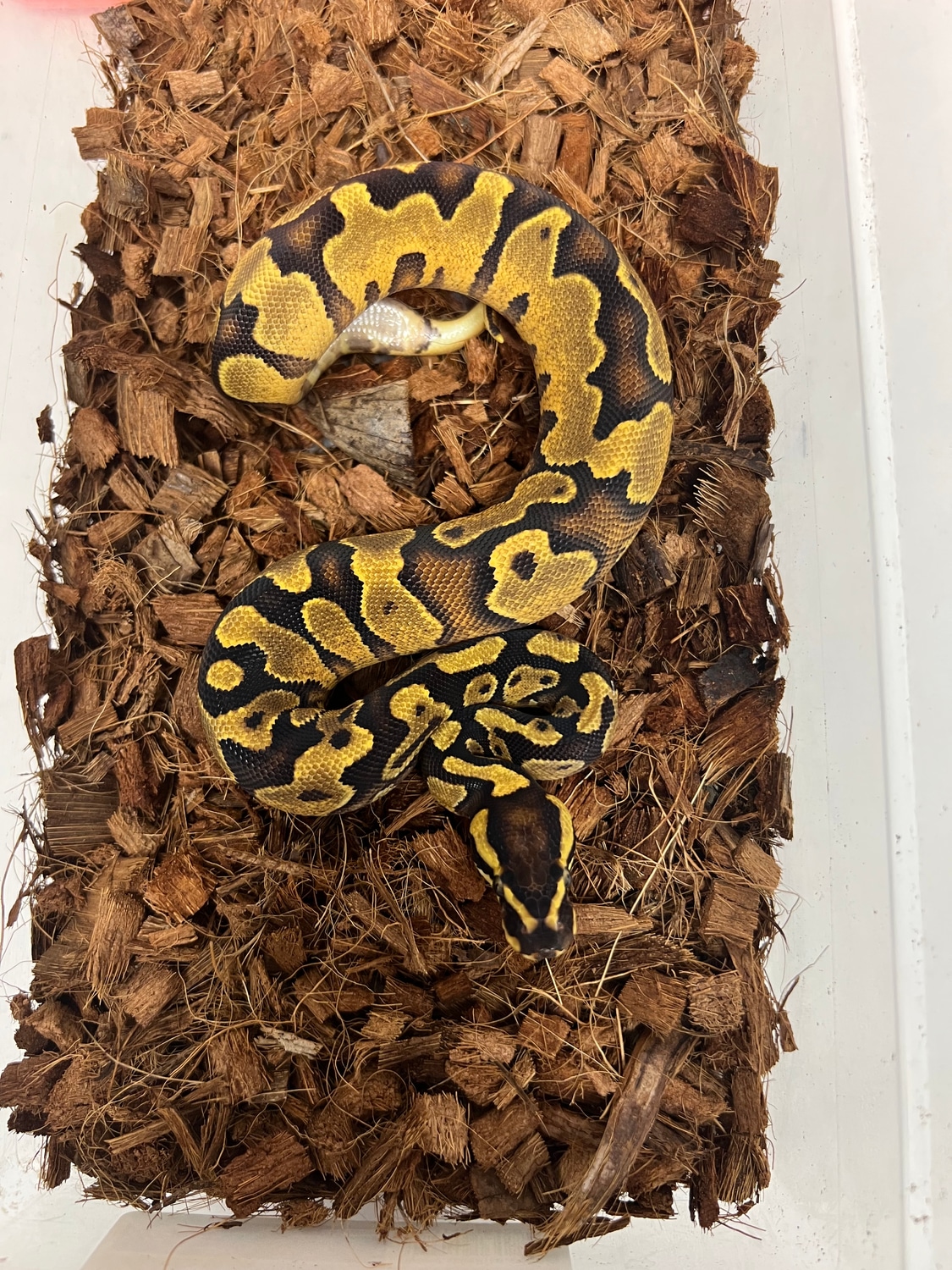 Asphalt/Yellowbelly Enchi 66% Het Pied Ball Python by Caged ...